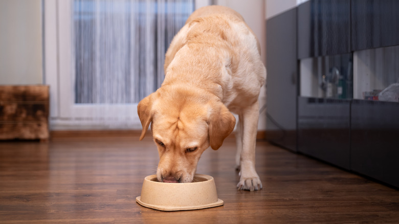 How Much Do I Feed A Labrador Dog