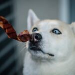 How Often Can You Feed Your Dog Bacon As A Treat