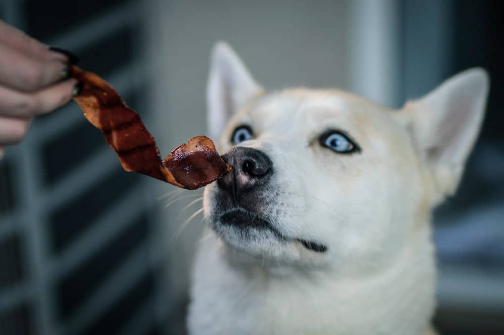 How Often Can You Feed Your Dog Bacon As A Treat