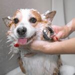 How Often Should You Give Your Dog A Bath