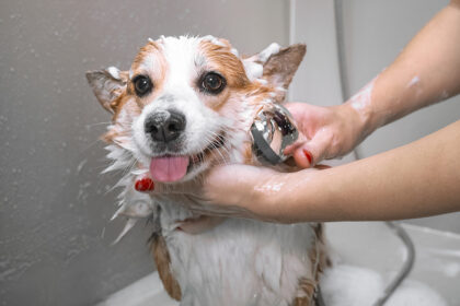 How Often Should You Give Your Dog A Bath