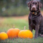 How To Give A Puppy Pumpkin For Diarrhea