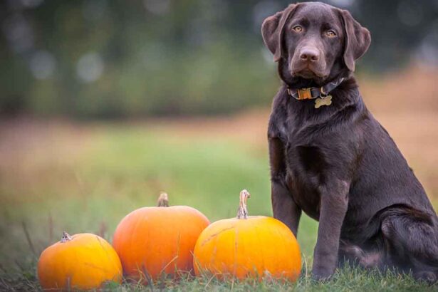 How To Give A Puppy Pumpkin For Diarrhea