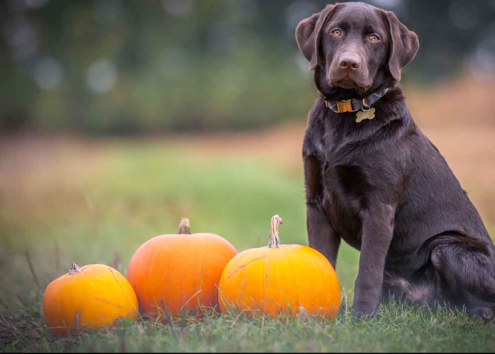 How To Give A Puppy Pumpkin For Diarrhea