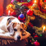 How To Keep Your Pets Safe During The Holidays