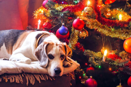 How To Keep Your Pets Safe During The Holidays