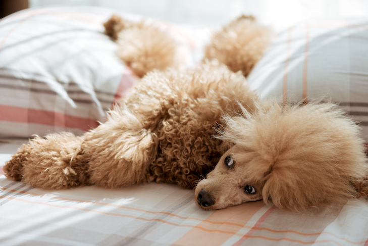 How To Stop A Dog From Peeing & Pooping On The Bed