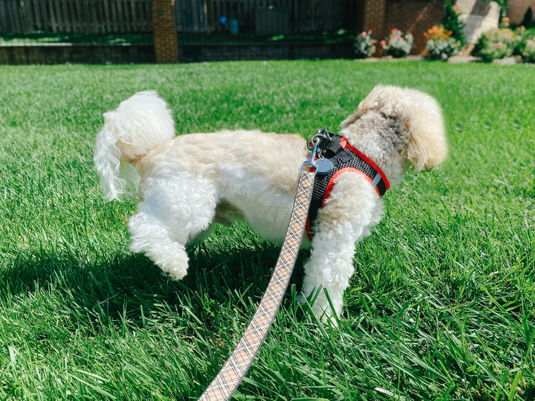 How To Stop Dogs From Urinating On Plants