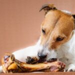 Is It Safe To Give Your Dog Bones