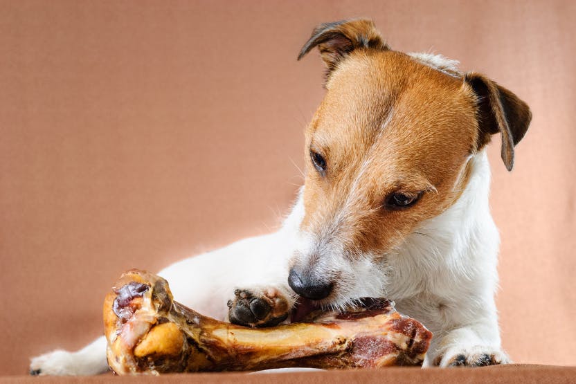 Is It Safe To Give Your Dog Bones