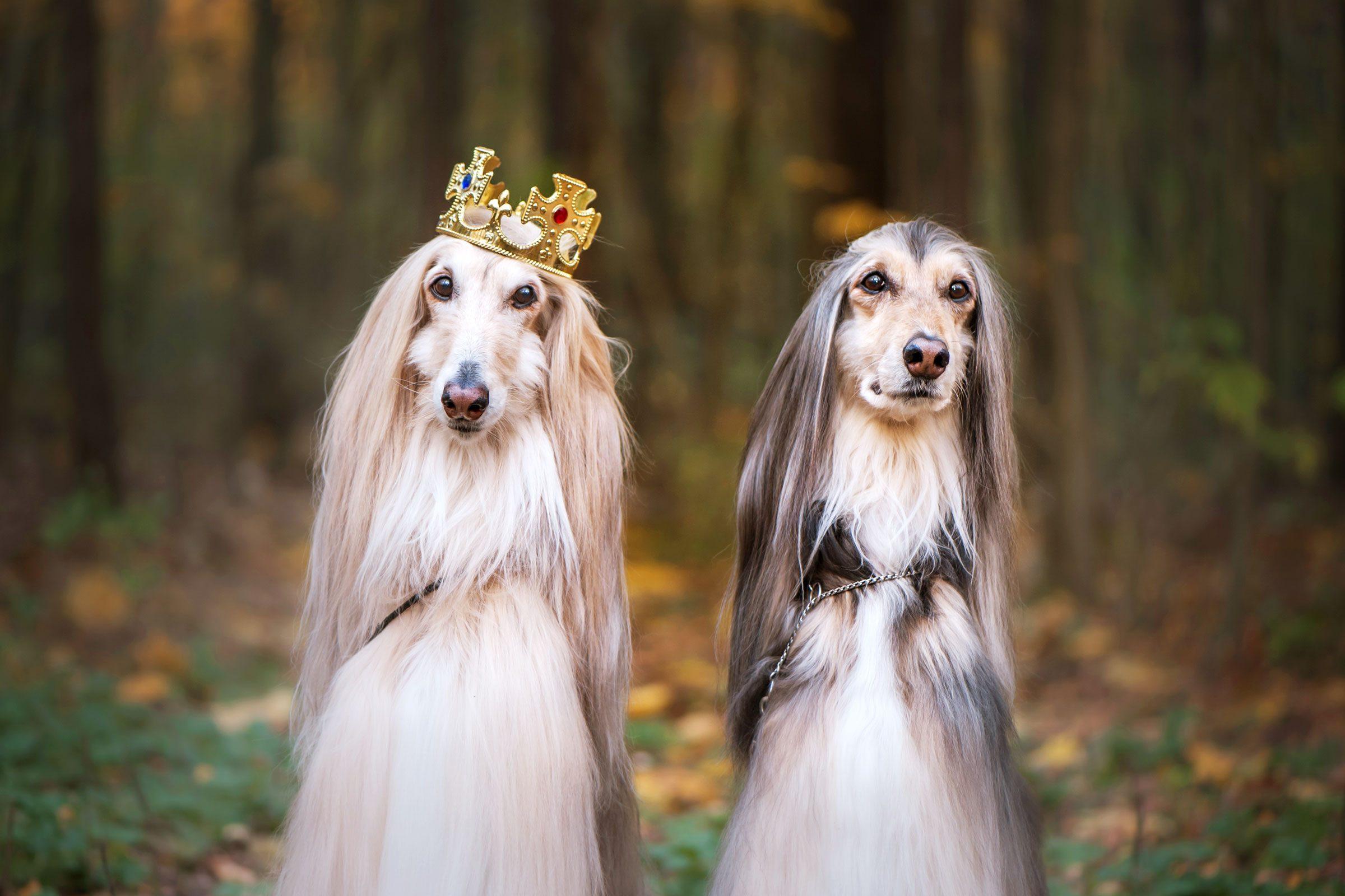 Understanding the Price Tag of Luxury Dog Breeds