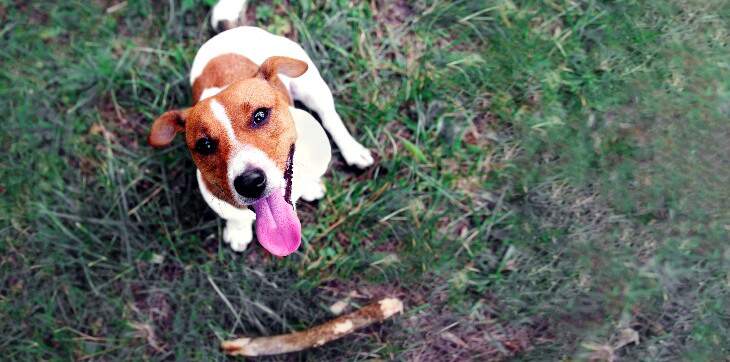 Reasons Your Dog Likes Sticks So Much