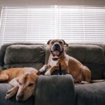 Should You Allow Your Dog To Jump On Furniture