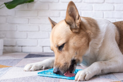 Sneaky Ways To Give Dogs Liquid Medicine