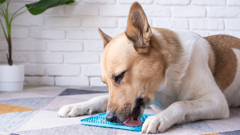 Sneaky Ways To Give Dogs Liquid Medicine