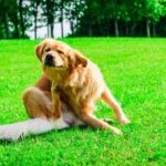 Symptoms Are Warning Signs That Your Dog Has Allergies