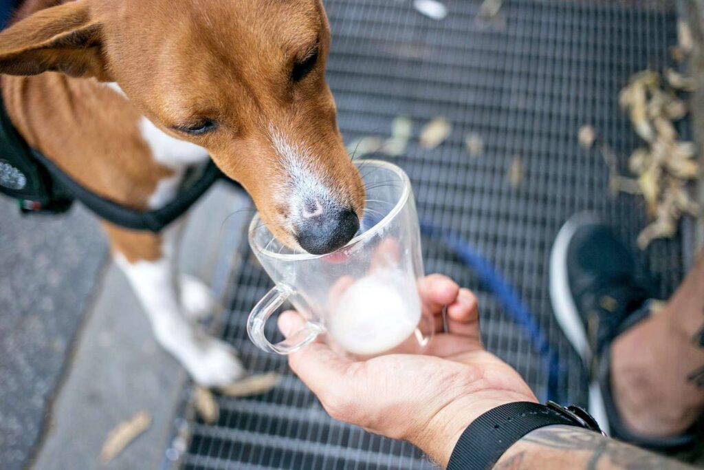 What Happens If Dogs Ingest Dairy