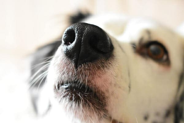 What It Means If Your Dog's Nose Is Dry