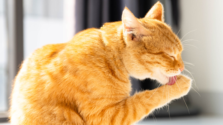 What It Means When A Cat Licks Its Paws After Eating