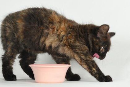 What It Means When Your Cat Scratches The Floor After A Meal