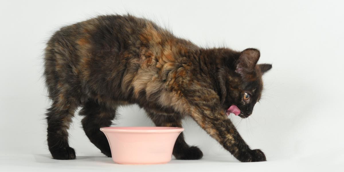 What It Means When Your Cat Scratches The Floor After A Meal