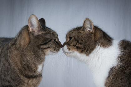 Why Do Cats Touch Noses