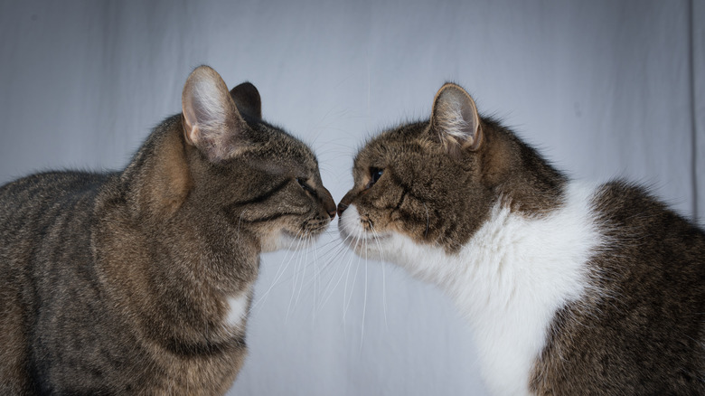 Why Do Cats Touch Noses