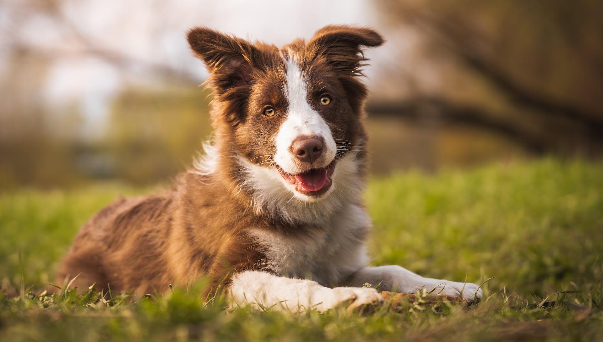 Exploring the Traits that Define Intelligent Dog Breeds