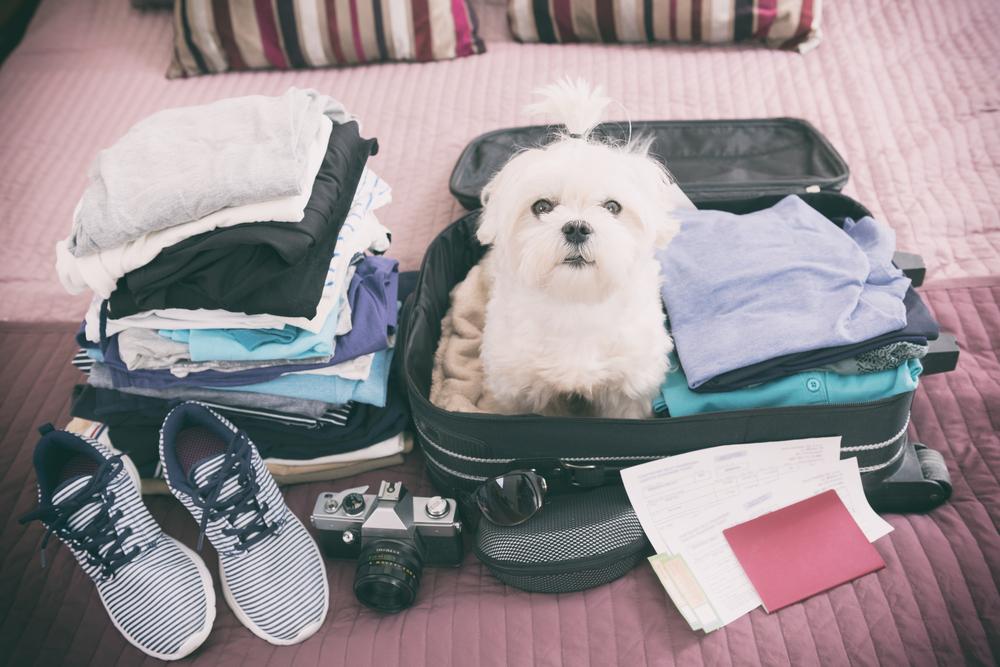 Preparing ‌Your ⁣Puppy for Travel Adventures