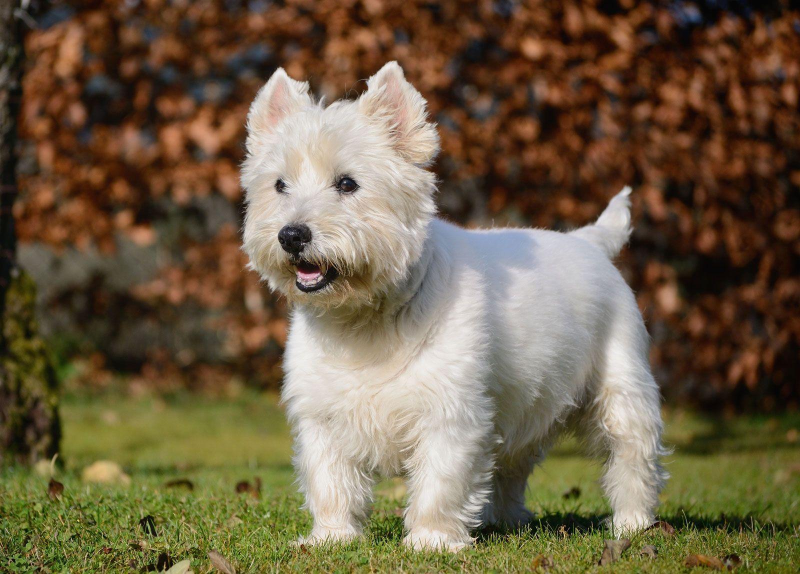 Understanding the Origins and ​History of Westies and Scotties