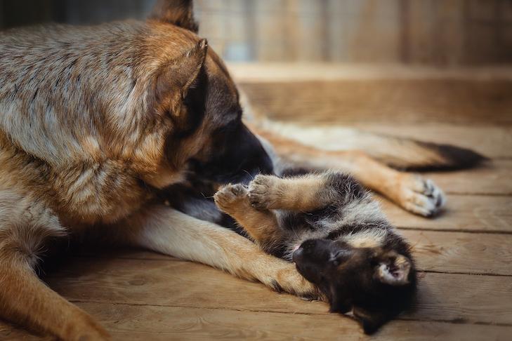 Understanding‍ Maternal Instincts in Dogs After Giving⁢ Birth