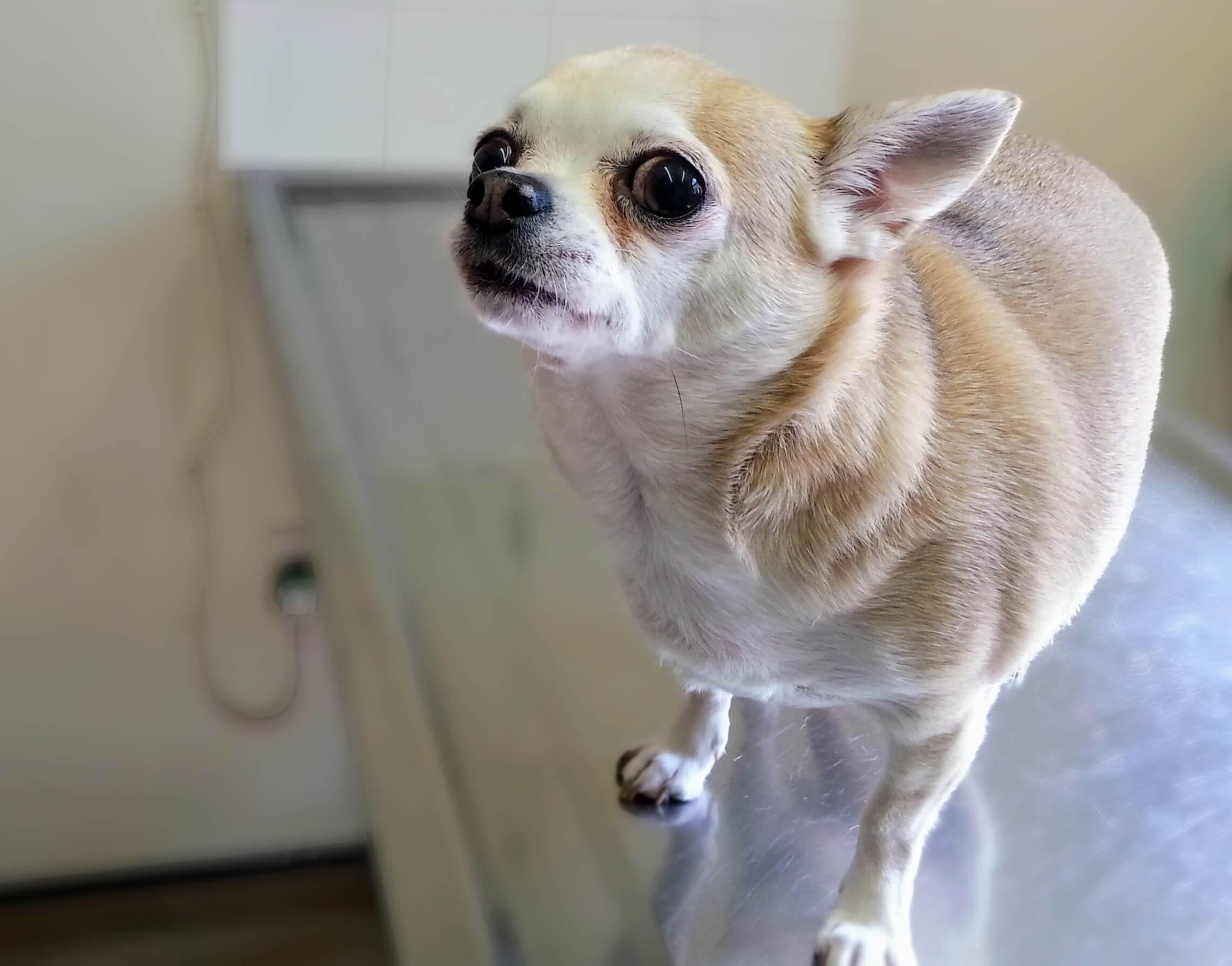 Understanding the Chihuahua Lifespan and Aging Process