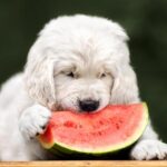 Is Watermelon Safe For Dogs To Eat