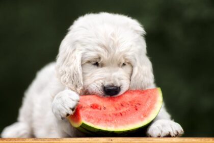 Is Watermelon Safe For Dogs To Eat