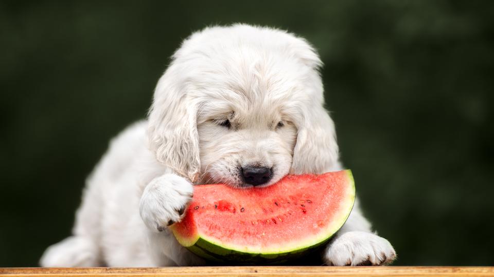 Is Watermelon Safe For Dogs To Eat