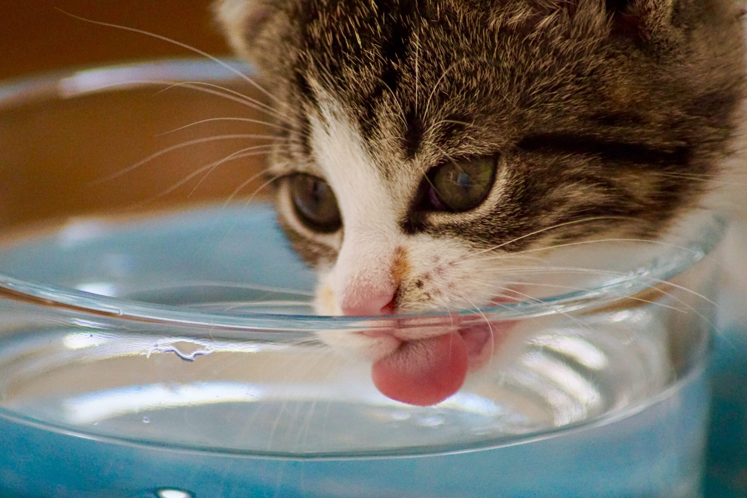 Understanding the⁢ Importance of Hydration for Your ⁢Cat