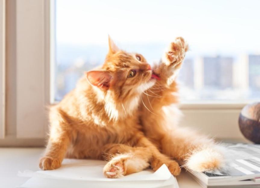 Understanding Feline⁣ Behavior:​ The‍ Reasons Behind Your Cats Licking Habits