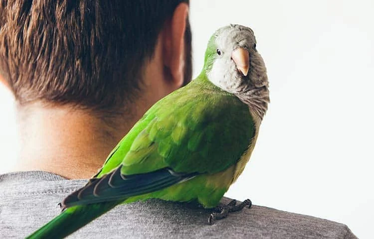 A New Era for Exotic Pet Care: How CMA Reforms Are Reshaping Veterinary Standards