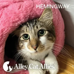 Beacon of Hope: Rescued Cats Find New Beginnings Through Dedicated Care and Community Support