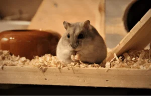 Beyond the Cage: The Evolution of Modern Hamster Welfare