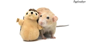Case Study: Navigating Complex Ocular Trauma in Geriatric Rats