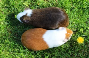 Choosing Between Male and Female Guinea Pigs: A Comprehensive Guide for Prospective Owners