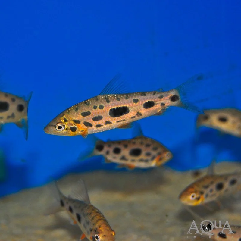 The Aquatic Expansion: A Comprehensive Overview of the Latest Livestock and Botanical Arrivals
