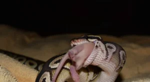 The Ethical and Practical Shift: A Comprehensive Guide to Feeding Frozen-Thawed Rodents to Ball Pythons