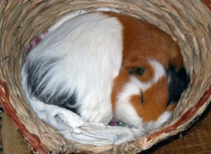 The Secret Life of Guinea Pigs: Decoding Their Mysterious Sleep Patterns