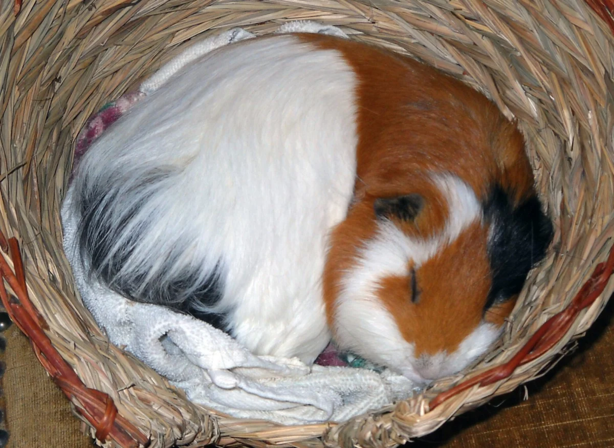 The Secret Life of Guinea Pigs: Decoding Their Mysterious Sleep Patterns