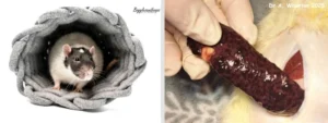 The Silent Struggle: A Clinical Analysis of Splenic Neoplasia in Domestic Rats