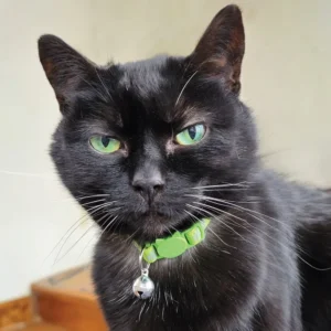 A Legacy of Love: Ensuring a Lifetime of Security for Our Feline Companions