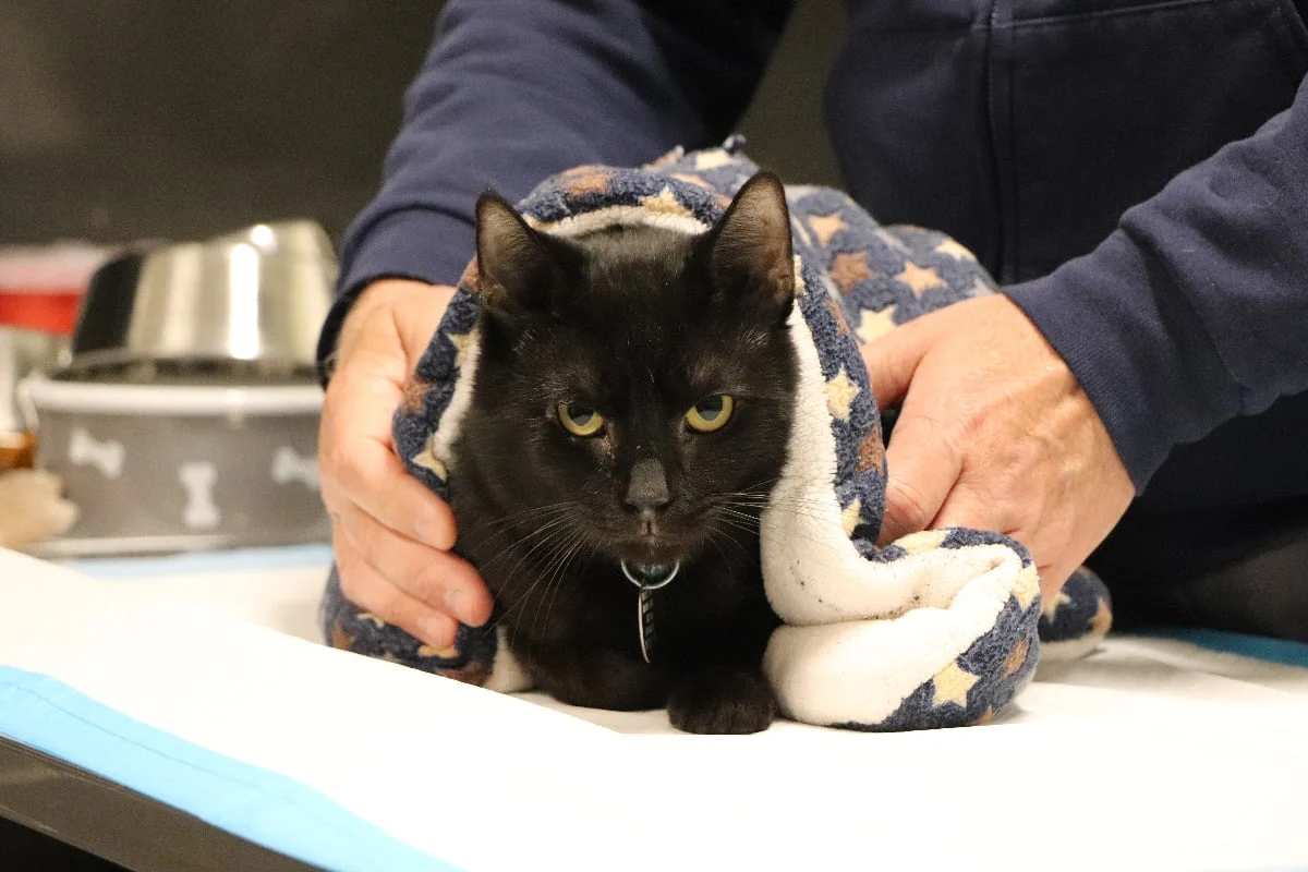 A New Beginning: How Advanced Veterinary Care is Rescuing Cats from the Shadow of Hoarding