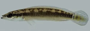 A New Identity for the Xingu: The Formal Description of Crenicichla anamiri